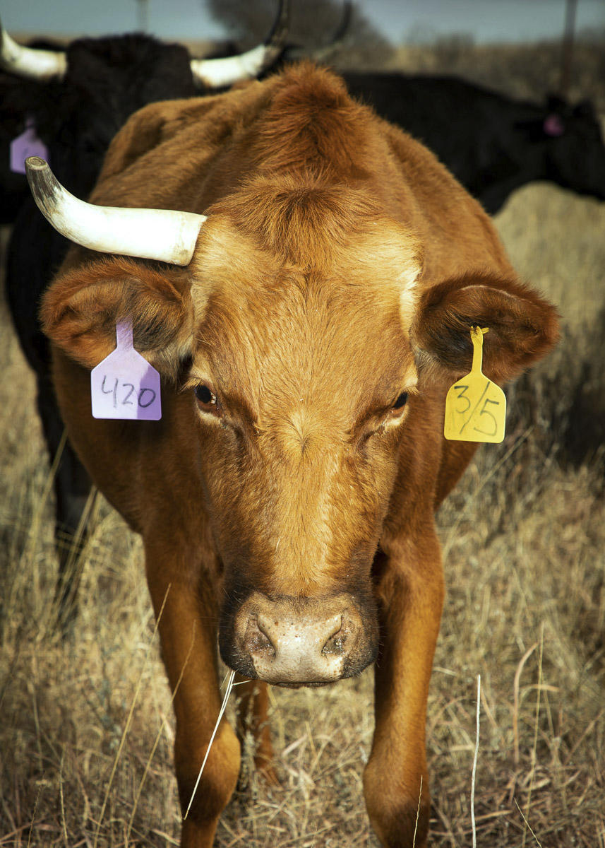© Brett Deering | Oklahoma Agricultural Advertising Photography