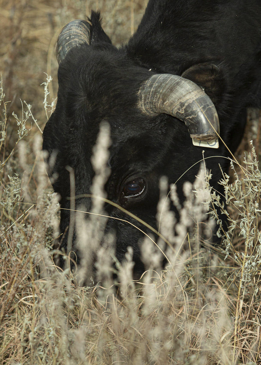 © Brett Deering | Oklahoma Agricultural Advertising Photography