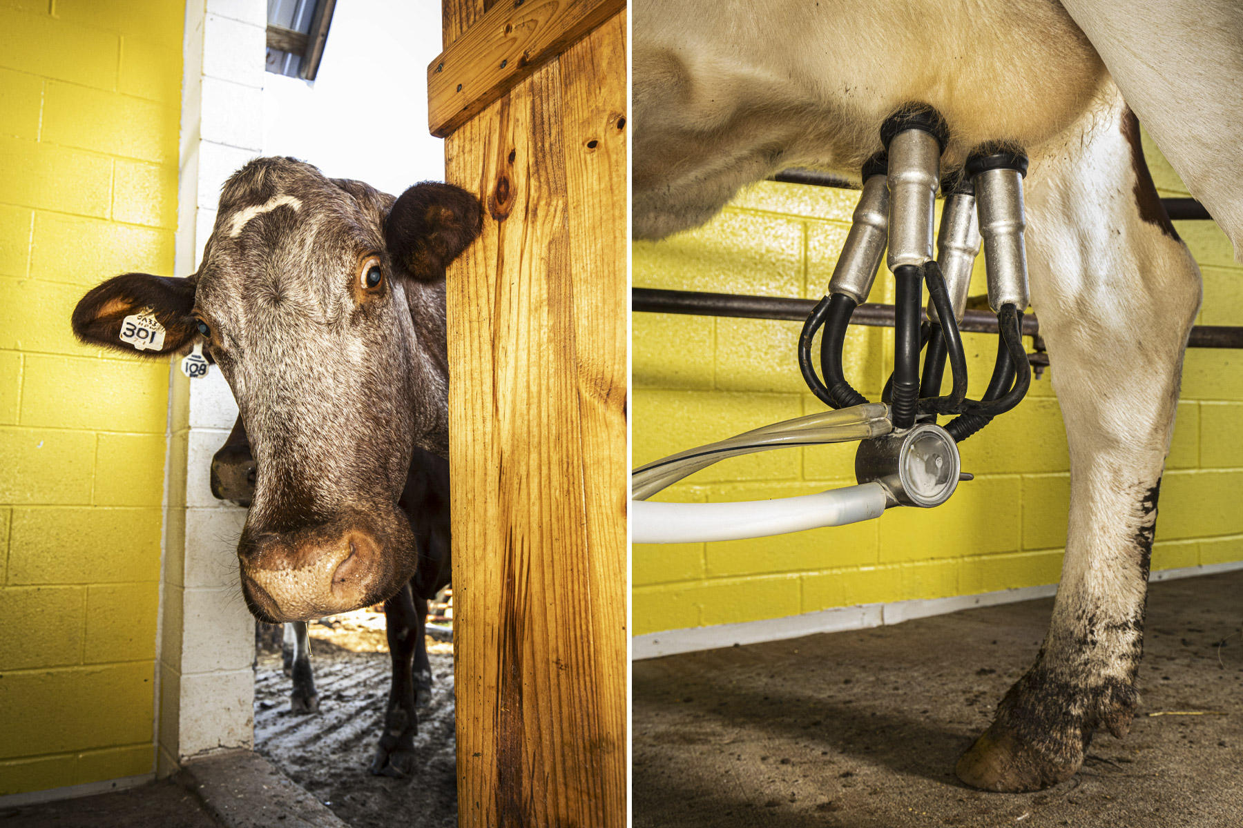 © Brett Deering | Oklahoma Agricultural Advertising Photography
