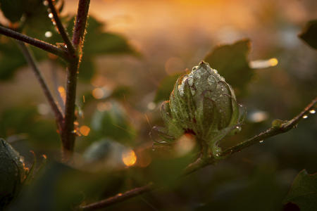 © Brett Deering | Oklahoma Agricultural Advertising Photography