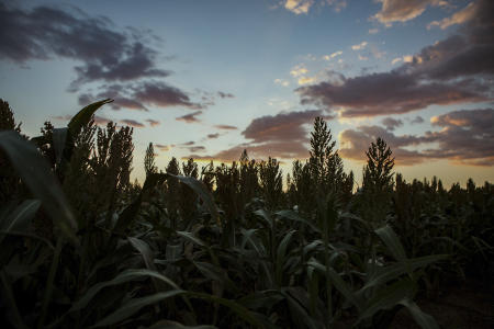 © Brett Deering | Oklahoma Agricultural Advertising Photography