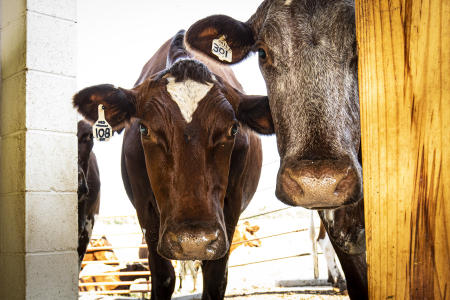 © Brett Deering | Oklahoma Agricultural Advertising Photography